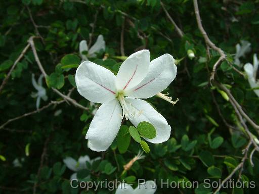 Bauhinia natalensis_2 